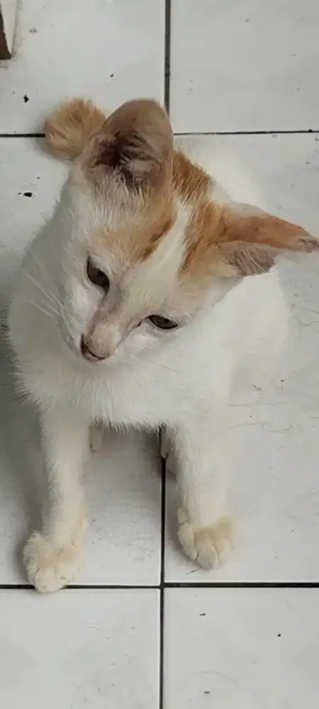 Kucing lucu peranakan