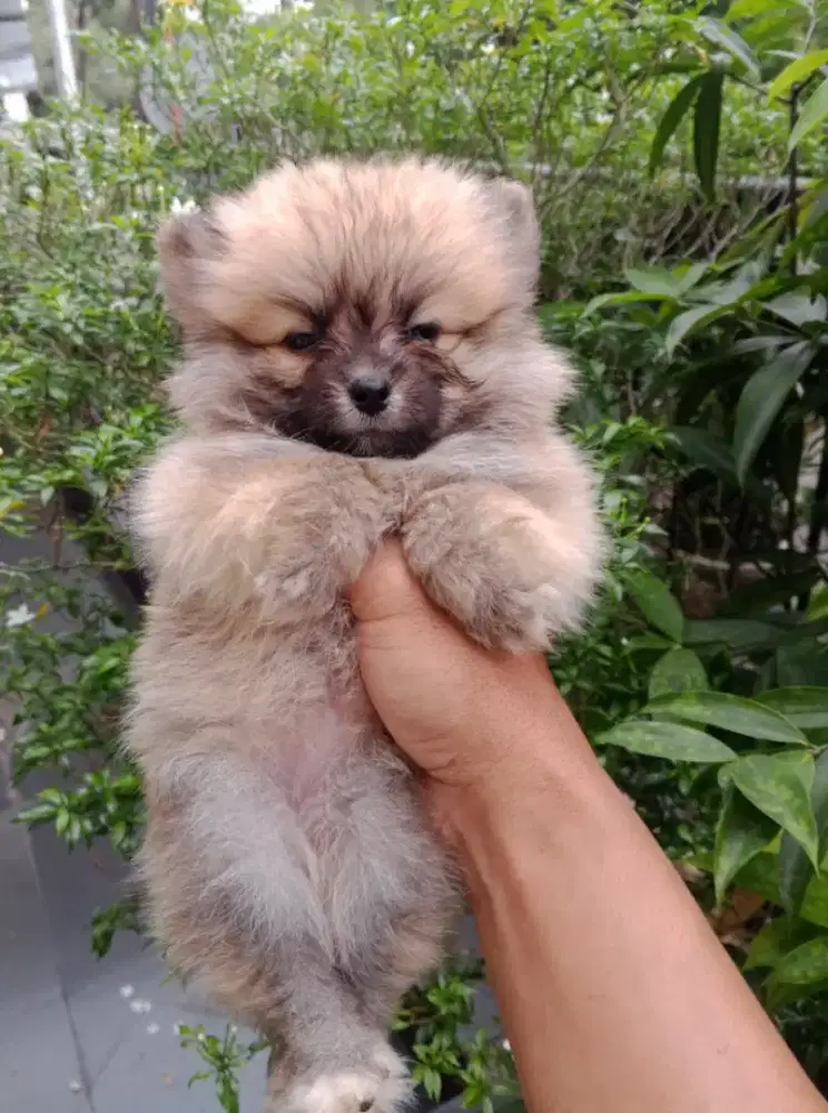 Puppy Mini pom betina