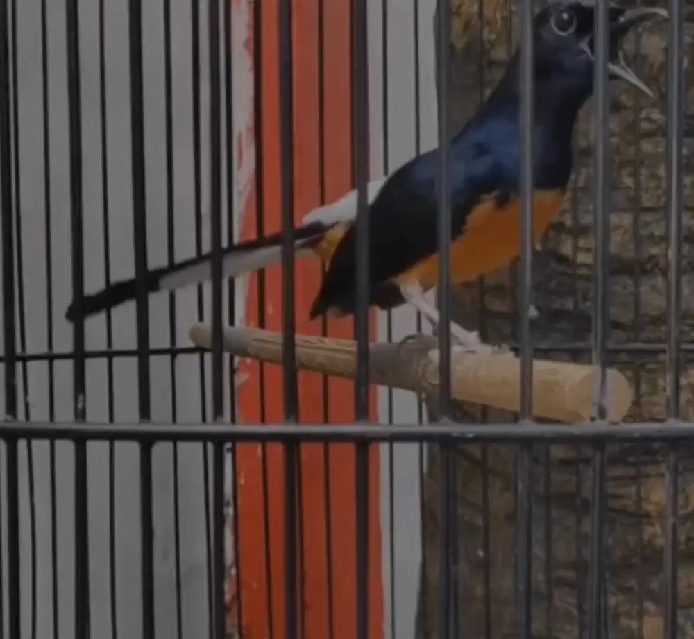 murai batu PRESTASIAN ANGET