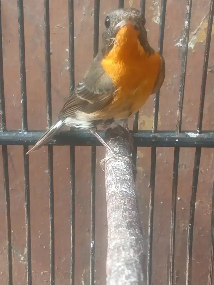 Jual burung seperti anis gunung