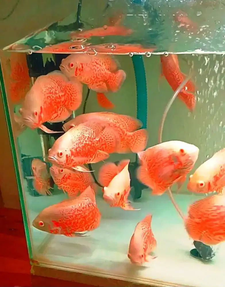 Ikan oscar albino red jaguar