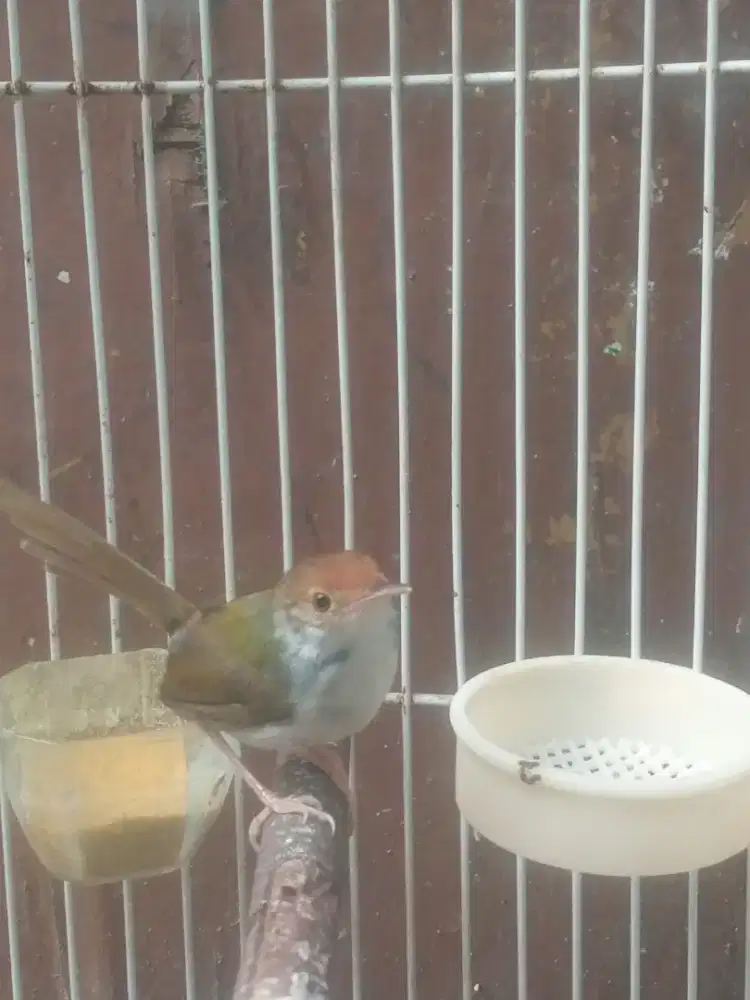 Jual burung kelenjak gacor