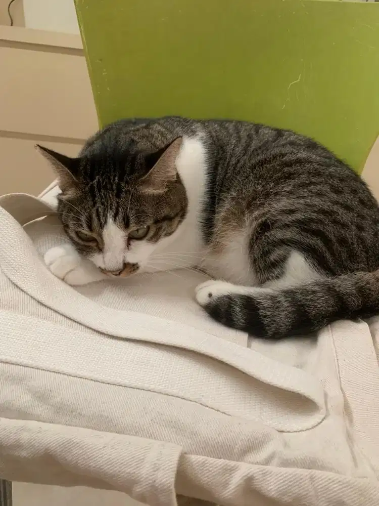 Saya majikan langsung. Mencari ART PP yang bisa mulai segera.