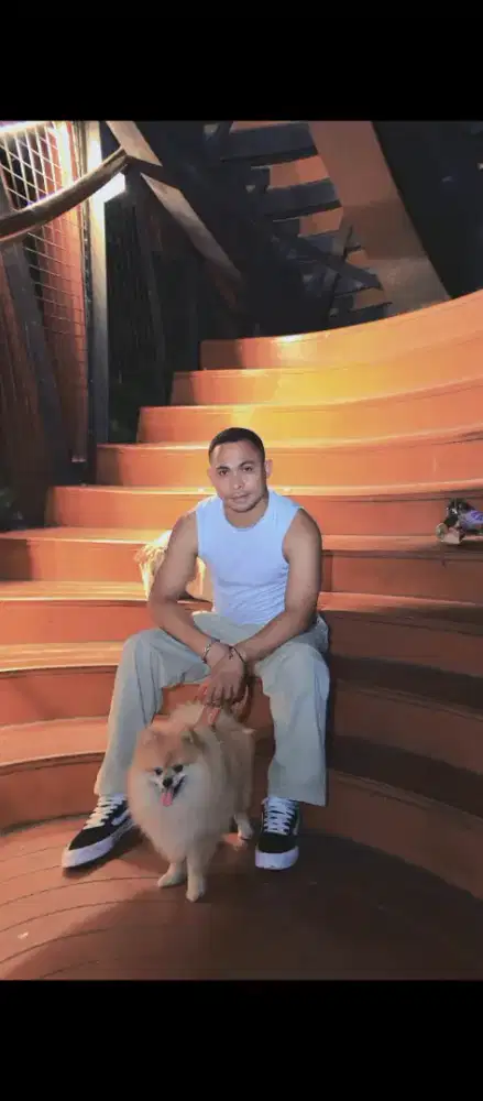 Di jual anjing minipom