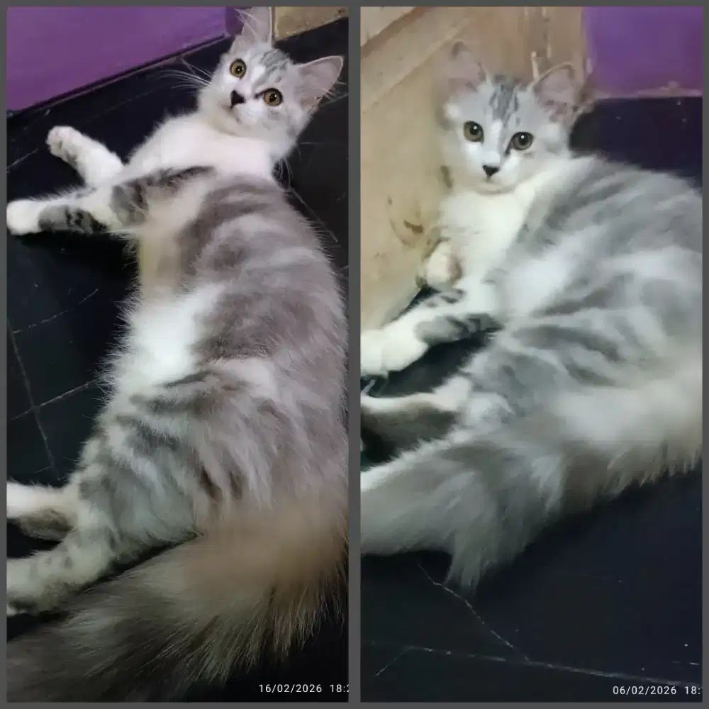 Kucing Kitten Persia Jantan sdh vaksin