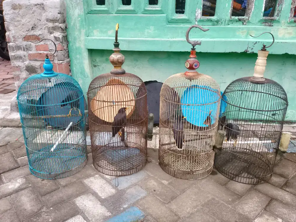 DIJUAL BORONGAN 4 JALAK KEBO