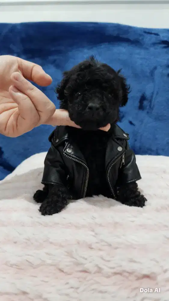 Anakan Poodle betina Murahh