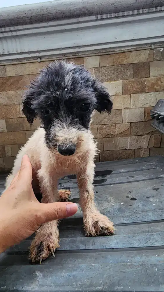 Poodle Jantaan  Semi hibah