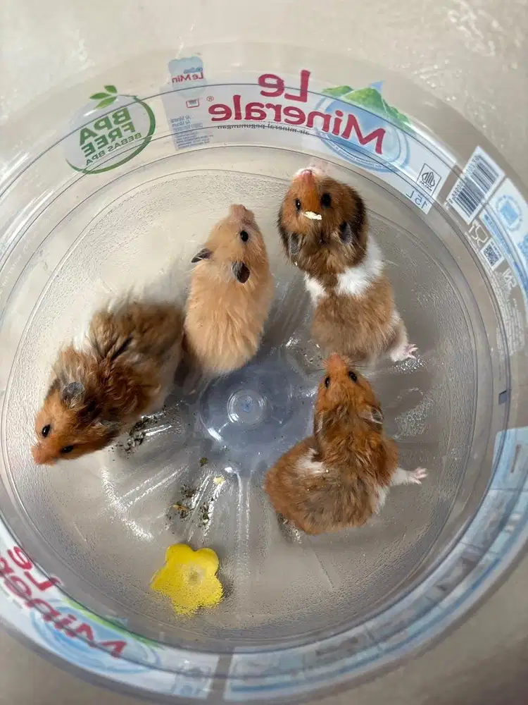 hamster syrian 4 ekor