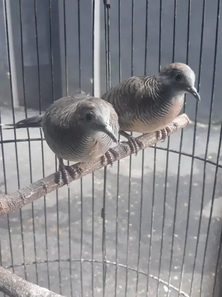 perkutut lokal rawatan lama