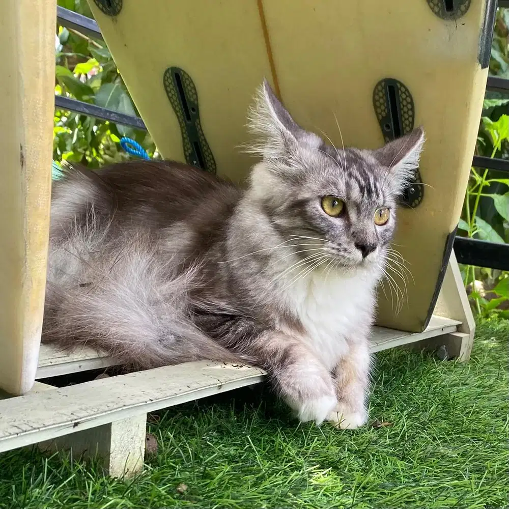 Mainecoon silver tabby