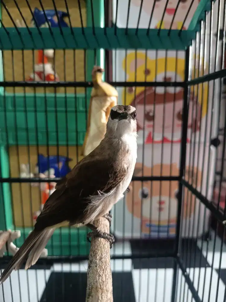 Burung TRUCUKAN/JOGJOG Prospek Lapang