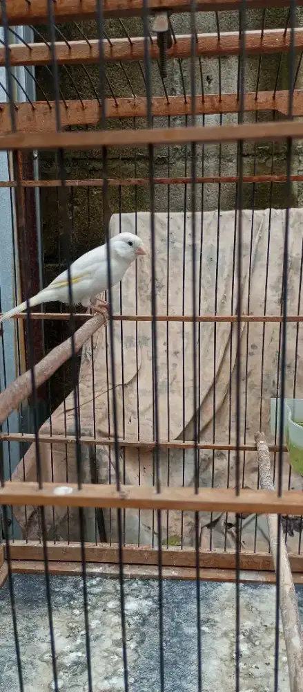 Kenari pocong ngeriwik