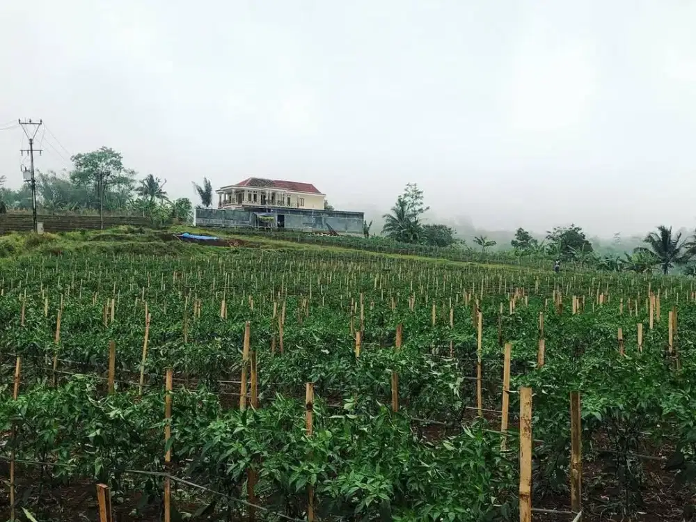 Dijual Lahan Perkebunan di Jalur Puncak 2, Kp. Babakan Randu, Sukamakmur Bogor