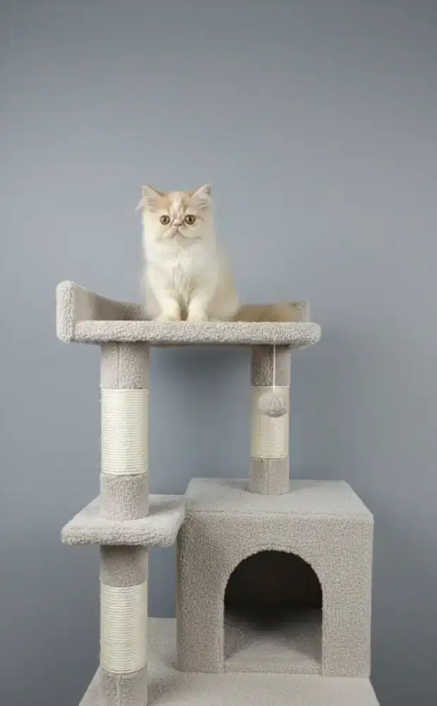 Kucing kitten persia peaknose betina