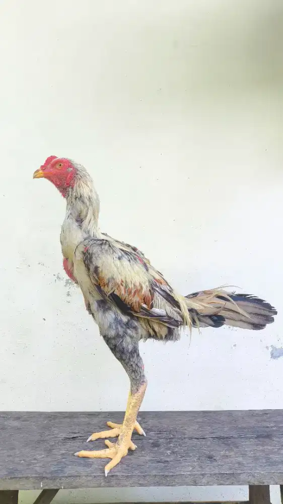 Ayam bangkok x shamo