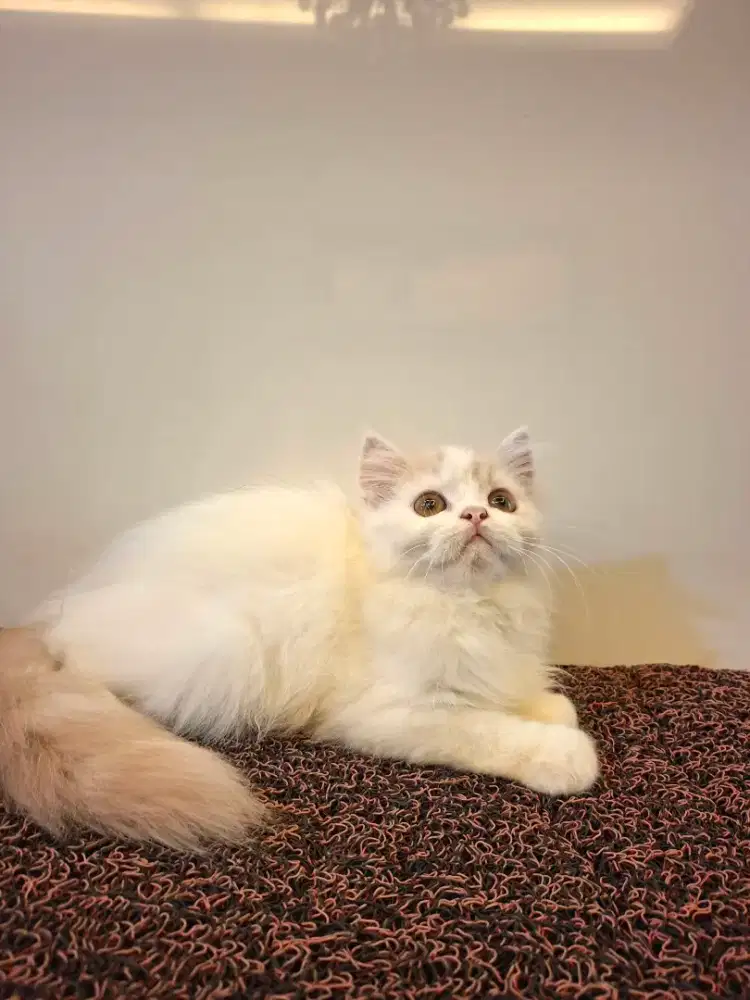 Kucing persia kitten Betina