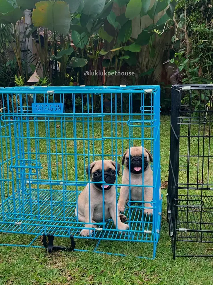 PUG Puppy Good QUALITY