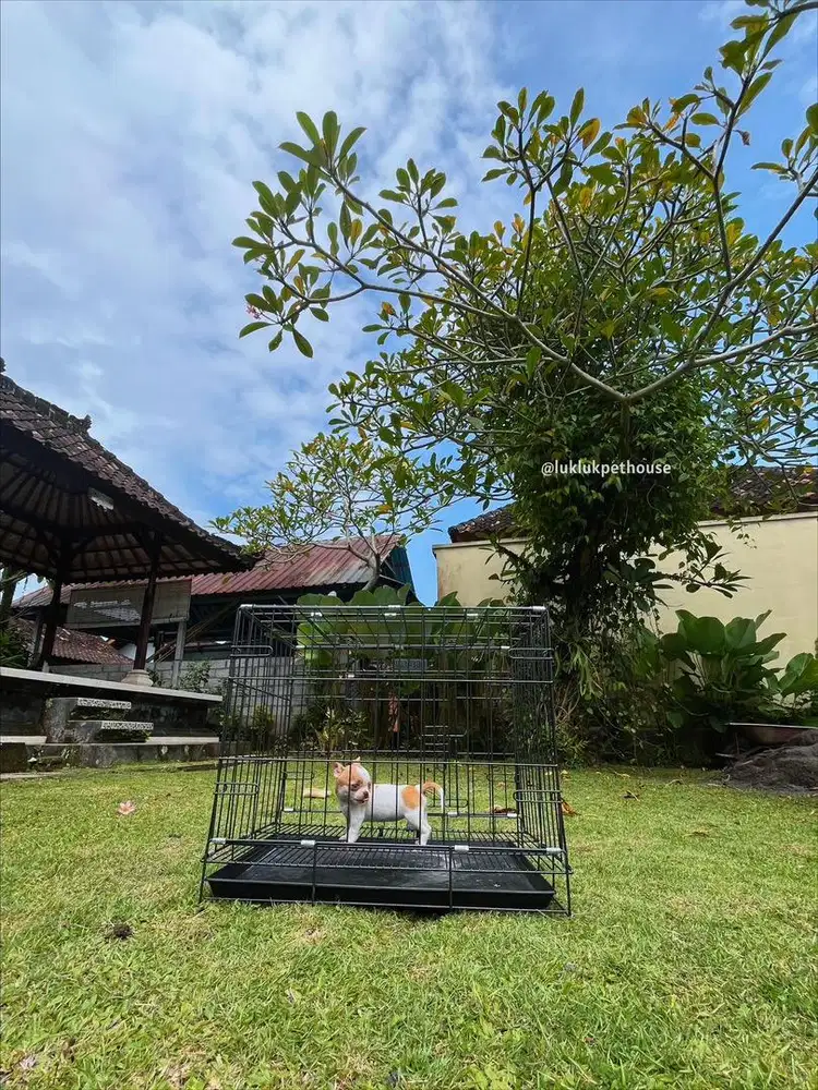 Chihuahua puppy apple head