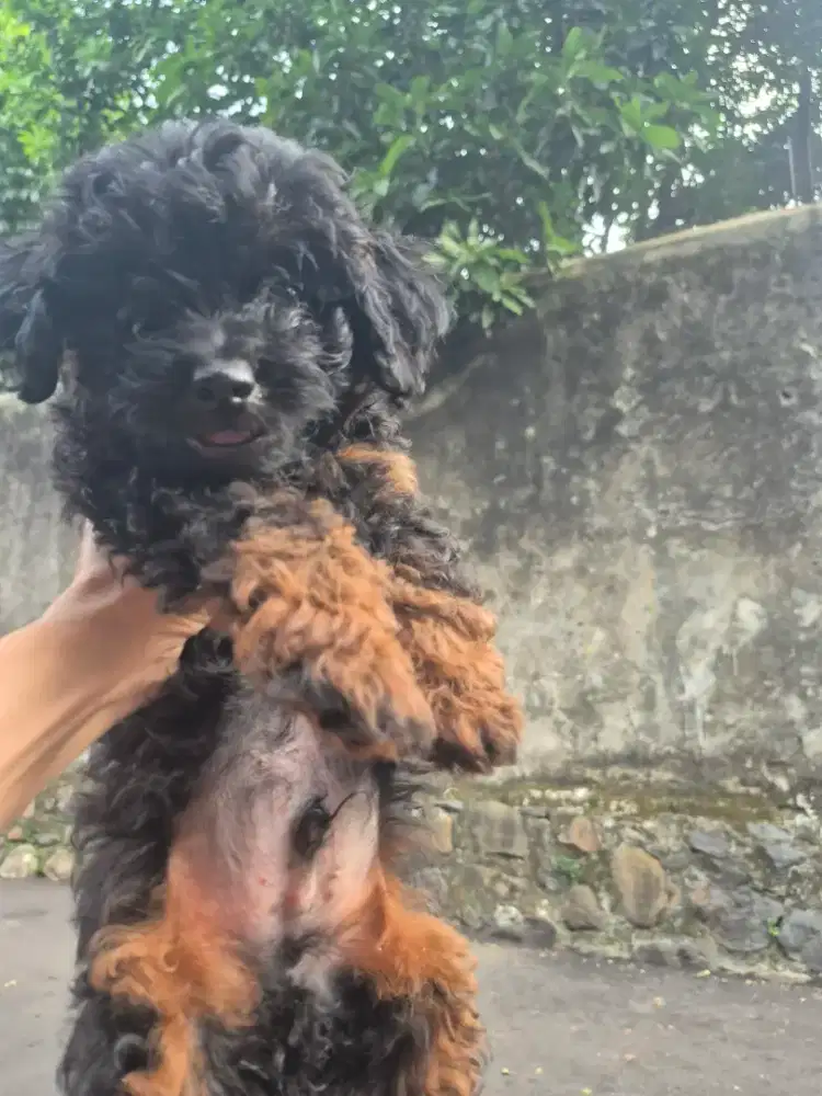 Poodle phantom jantan 6 bulan