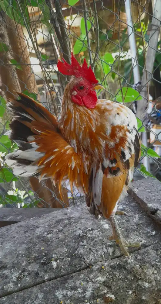 Jago Serama Warna Jos