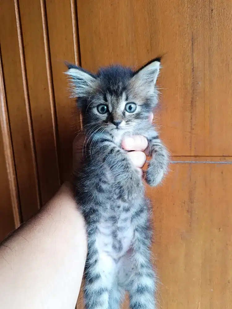 Adop kucing Mixdom/Donestic Long Hair