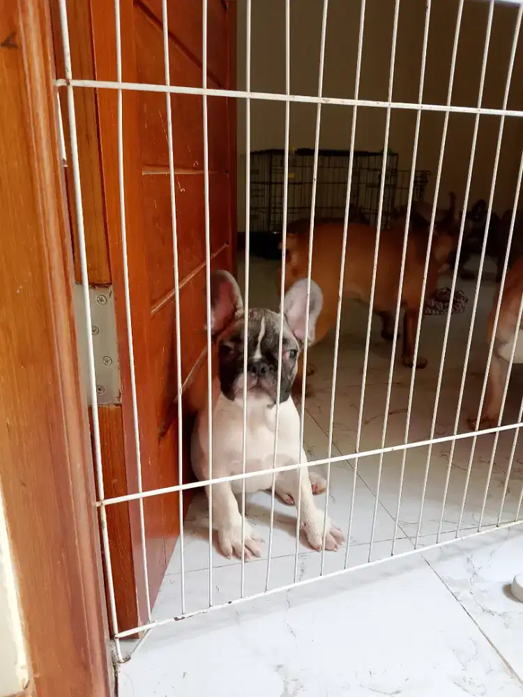 French bulldog / frenchie jantan stb