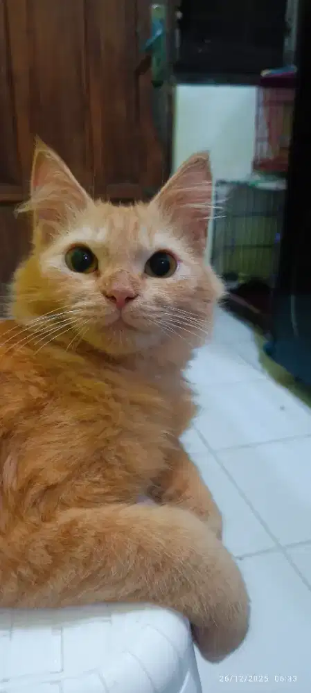 Persia mixdom jantan usia 5 bulan