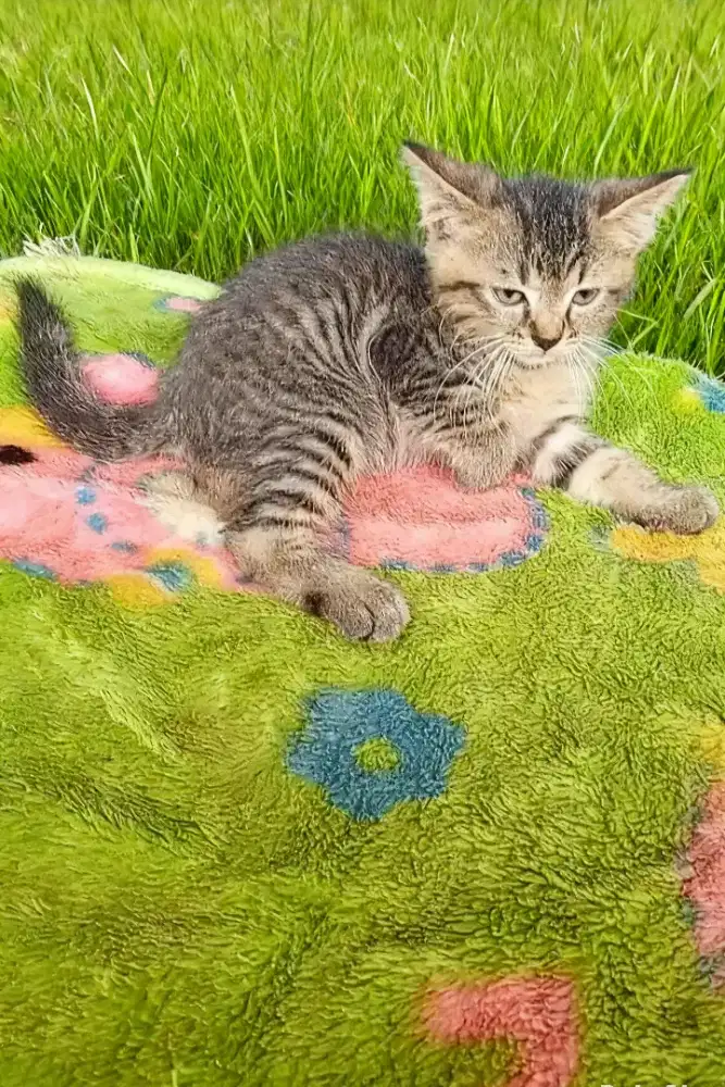 Kitten mujaer jantan