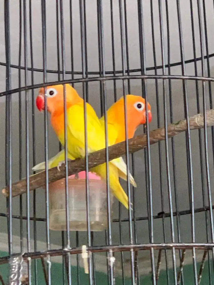 Anakan lovebird kuning