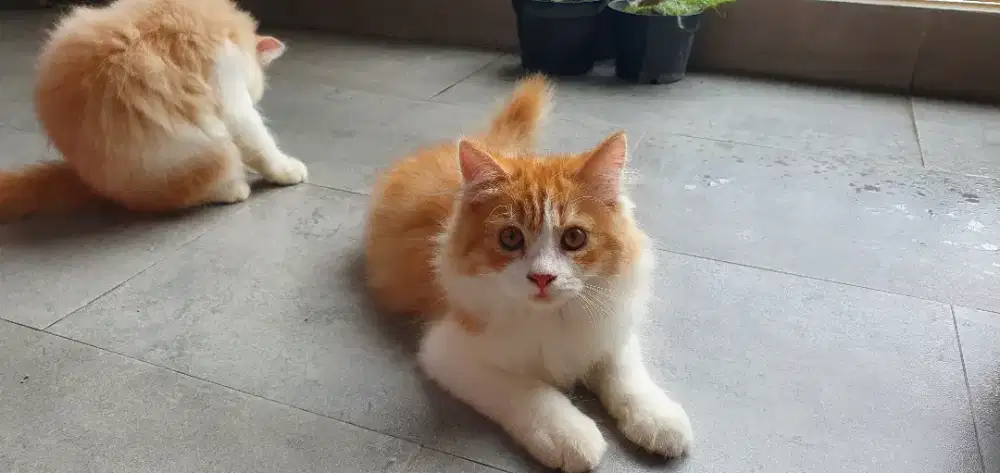 Anak Kucing Baru