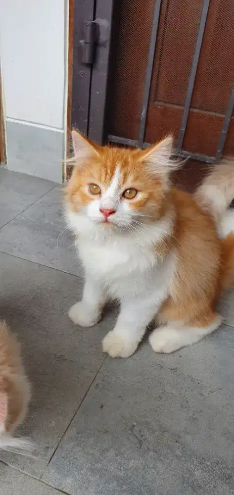 Anak Kucing Baru
