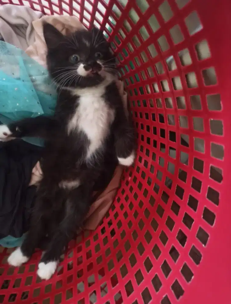 Adop kucing Mixdom/Domestic Long Hair