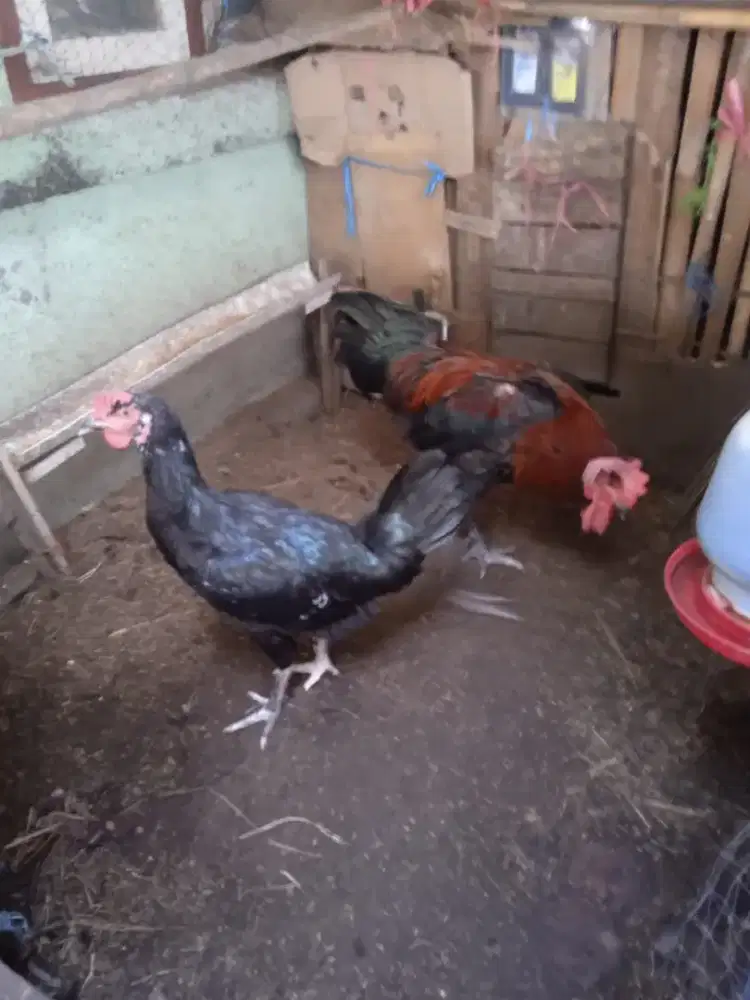 Ayam pelung sama betinah