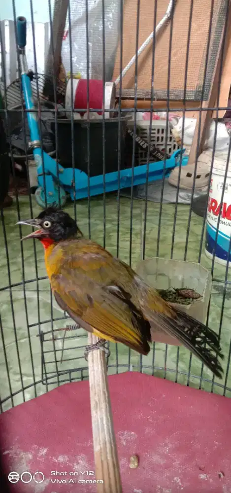 jual burung kutilang mas mata kuning jantan bunyi di mp3 nyaut