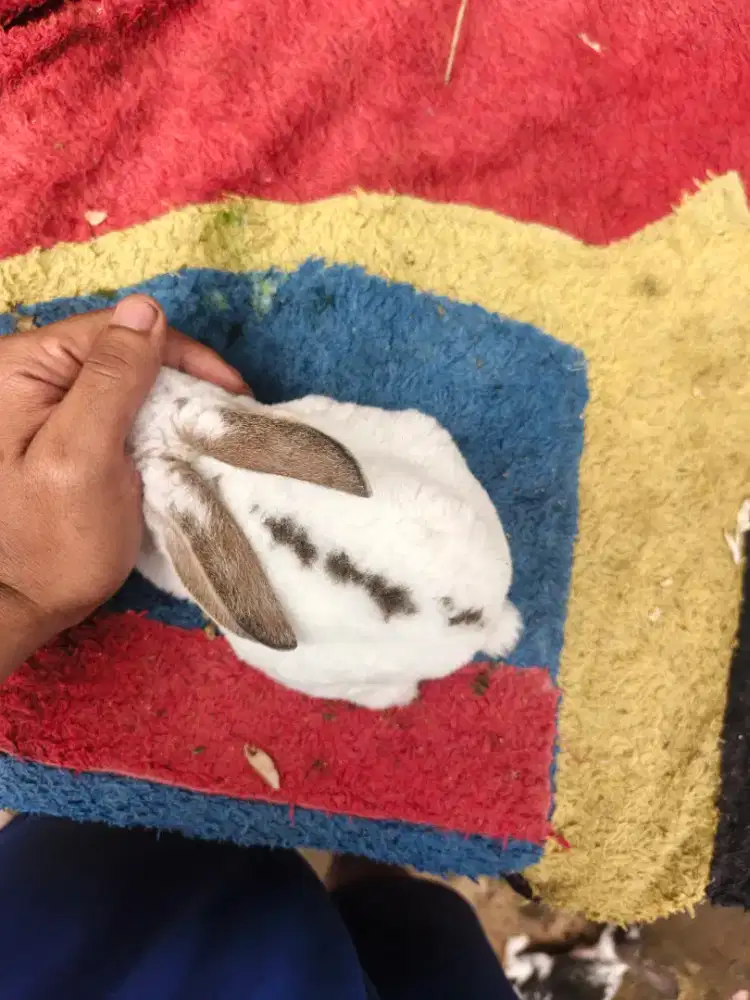 Sapihan Kelinci Rex pedaging bulu halus