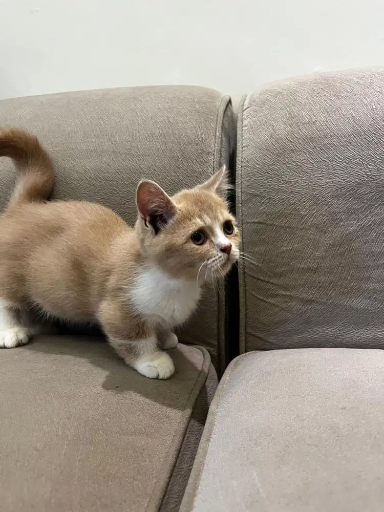 kucing munchkin kaki pendek