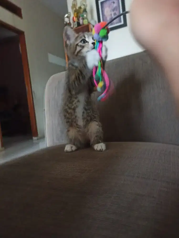 Adop kucing Mixdom/Domestic Long Hair