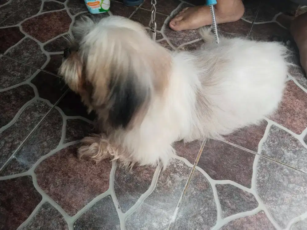 Di lepas adop dogie shitsu