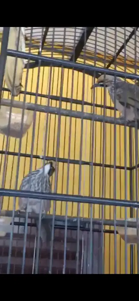 Cucak rowo sepasang gacor siap produksi