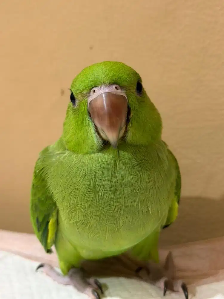 Anakan Indian ring neck