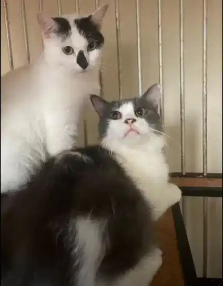 Persia flat proven dan Persia mixdom