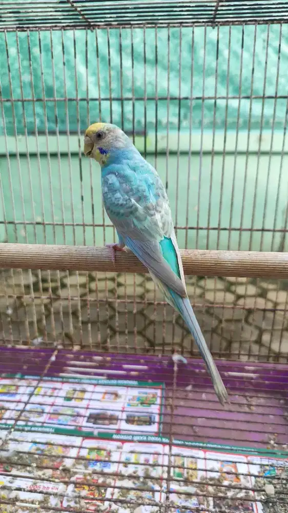 Burung parkit jantan dewasa