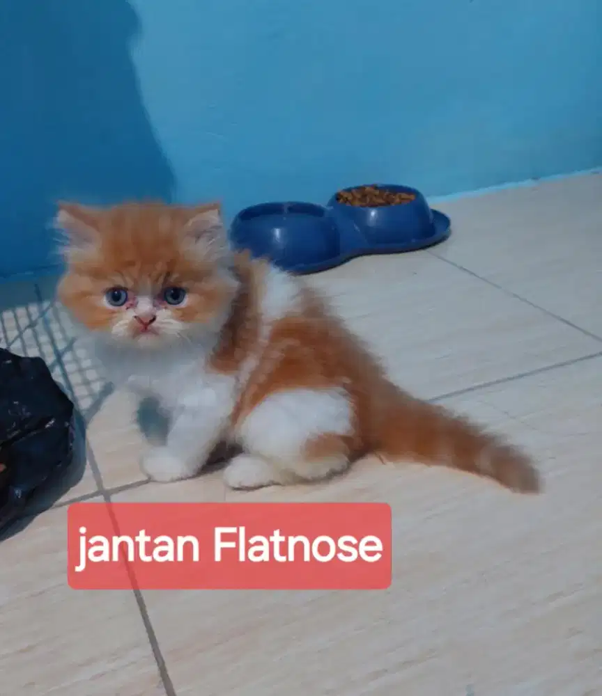 Kitten Persia Flatnose mix peaknose