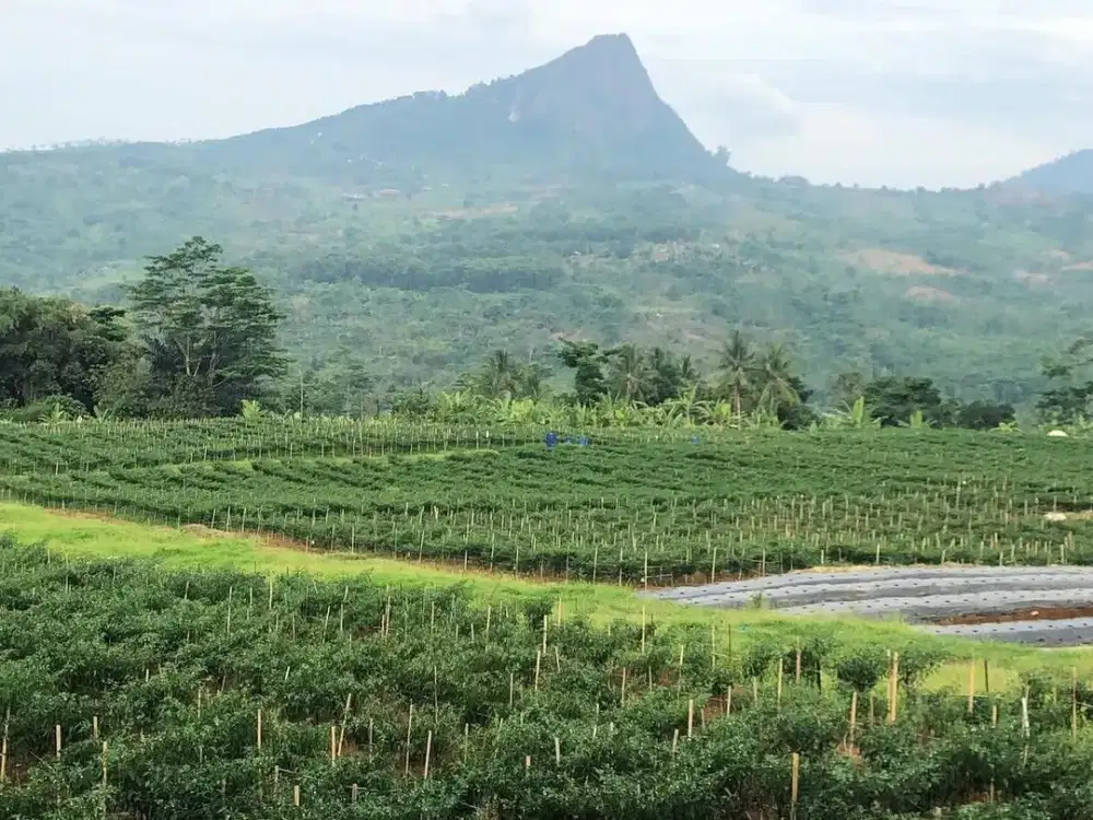 Dijual Lahan Perkebunan di Jalur Puncak 2 Sukamakmur Bogor Sertifikat SHM