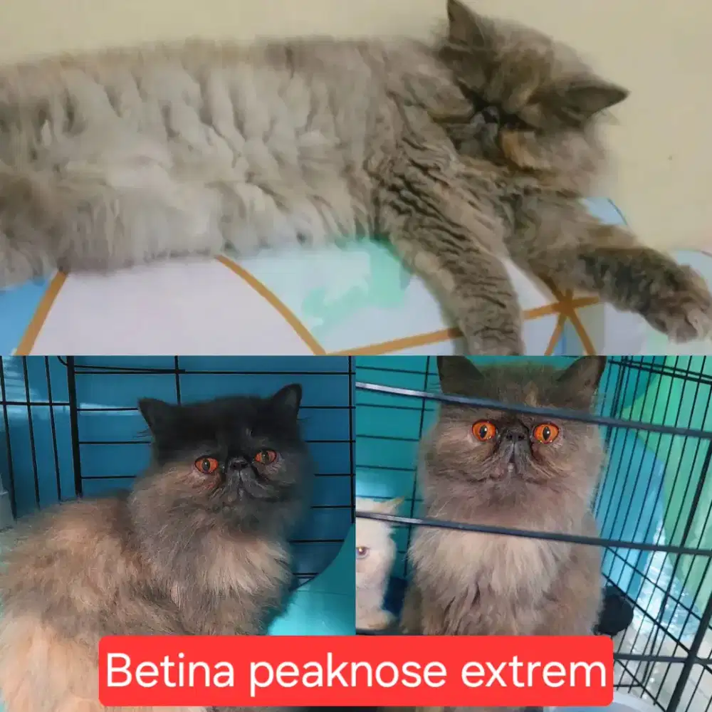 Persia Peaknose extreme abu indukan