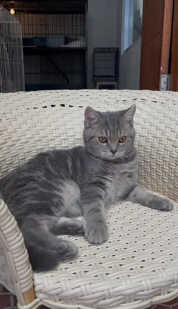 British Shorthair [BSH]