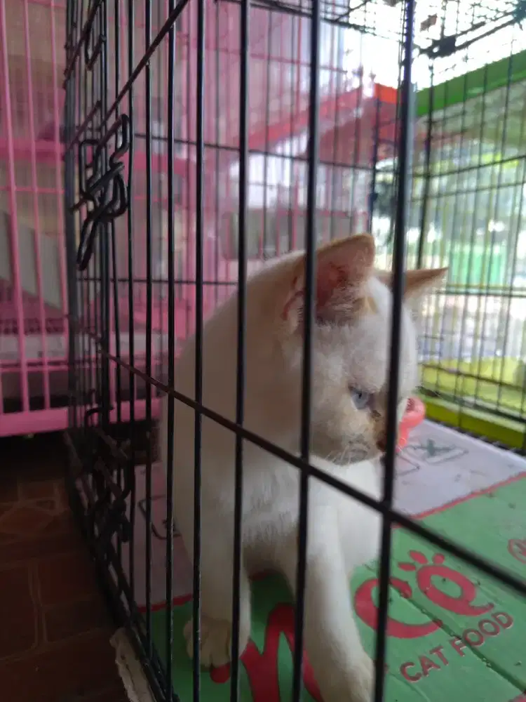 Kucing anakan Bsh dan persia