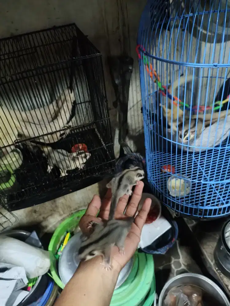 Sugar glider white face