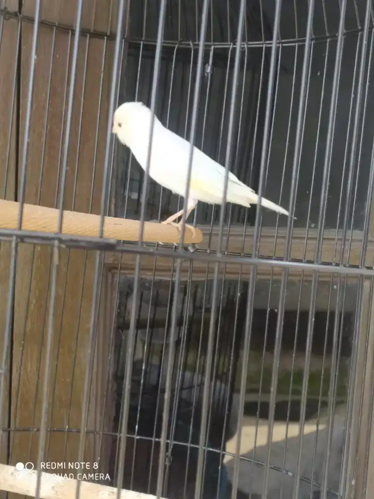 Kenari gacoran putih pocong burja